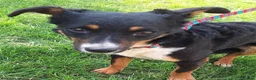 Mixed Breed dogs for adoption: Fran – Small Mixed Breed, 2 Years Old  - Advert 2