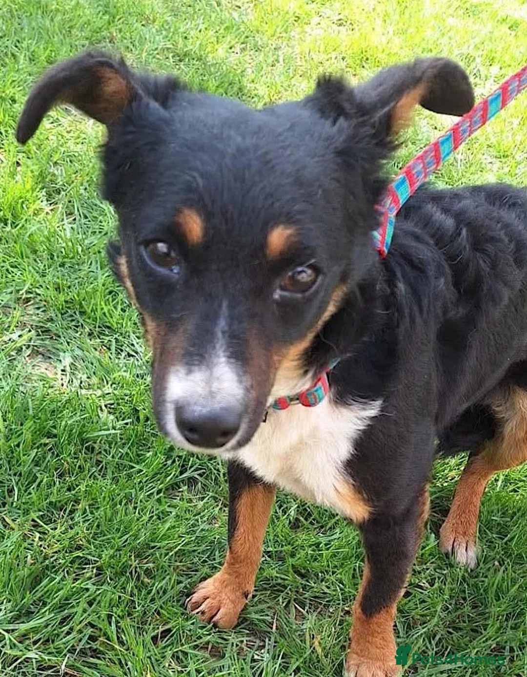 Mixed Breed dogs for adoption: Fran – Small Mixed Breed, 2 Years Old  - Advert 2
