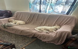 Siberian Husky dogs for sale: Husky Puppies  - Image 3