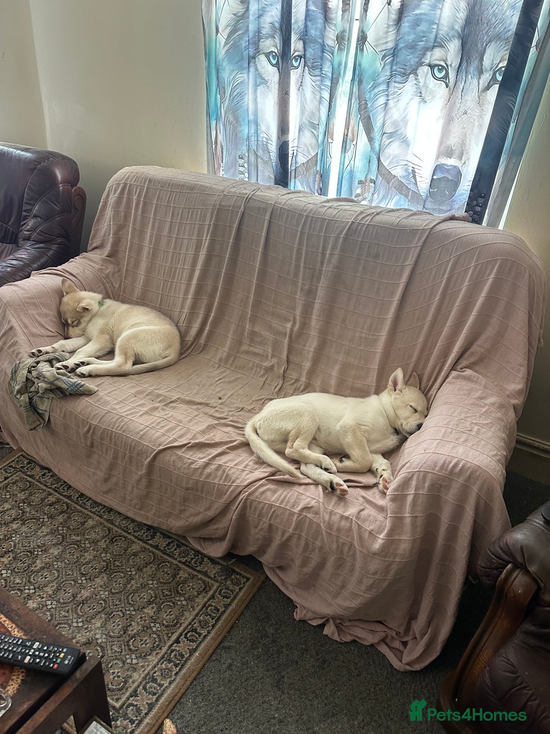 Siberian Husky dogs for sale: Husky Puppies  - Image 3