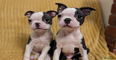 Boston Terrier dogs - Advert 5