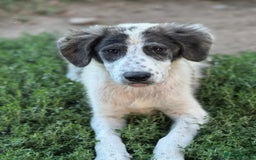 Mixed Breed dogs for adoption: ODIN, a superb young boy - for a Loving Home - Image 11