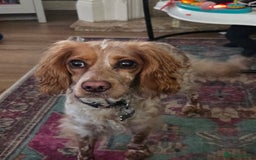 Cockapoo dogs for sale: Female cockerpoo - Image 2