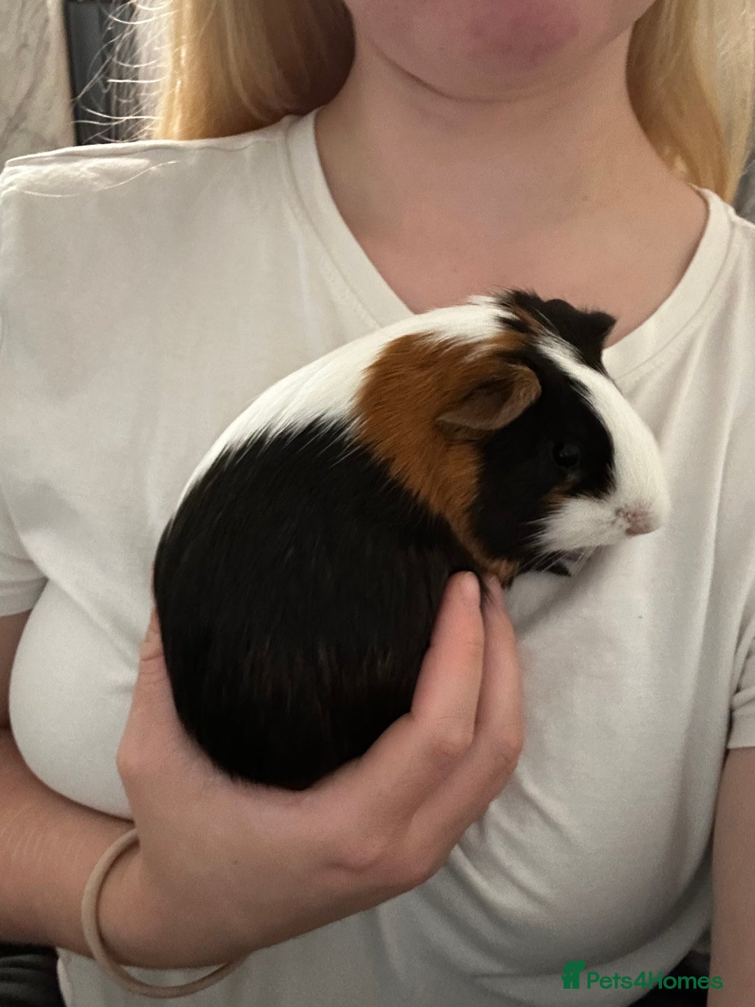 Guinea Pig rodents for sale: Two females for sale - Advert 6