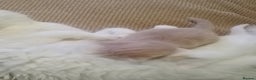 Turkish Angora cats for sale: Turkish angora kittens  - Advert 6