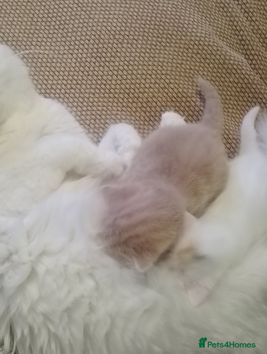Turkish Angora cats for sale: Turkish angora kittens  - Advert 6