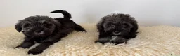 Schnoodle dogs for sale: Schnoodle puppies for sale  - Advert 13