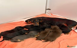 Miniature Dachshund dogs for sale: READY NOW MINI DAXIS KC REG PRA CLR - Image 4