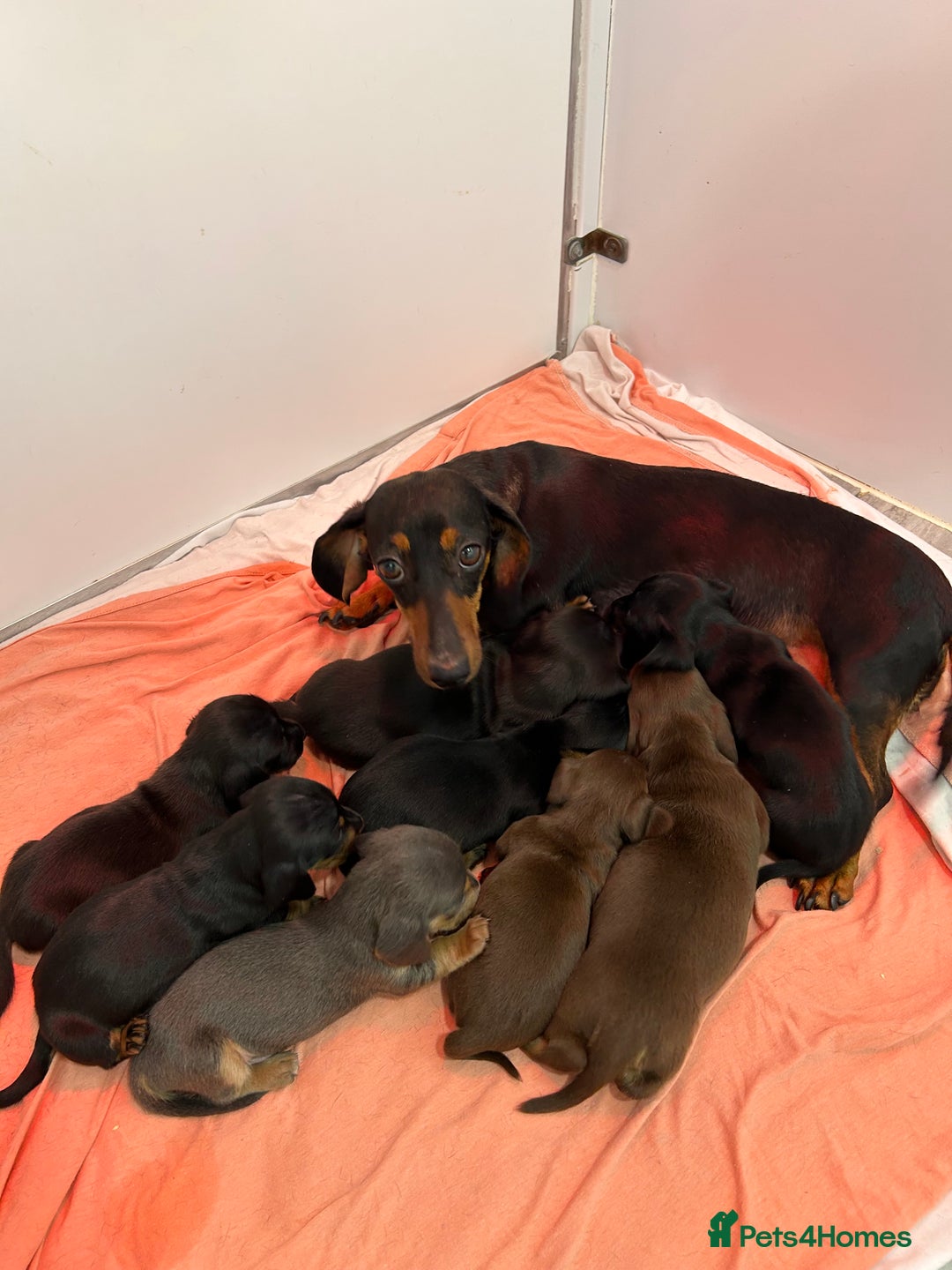 Miniature Dachshund dogs for sale: READY NOW MINI DAXIS KC REG PRA CLR - Image 4