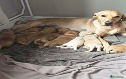Labrador Retriever dogs for sale: Beautiful litter of perfect labrador retrievers  - Image 2