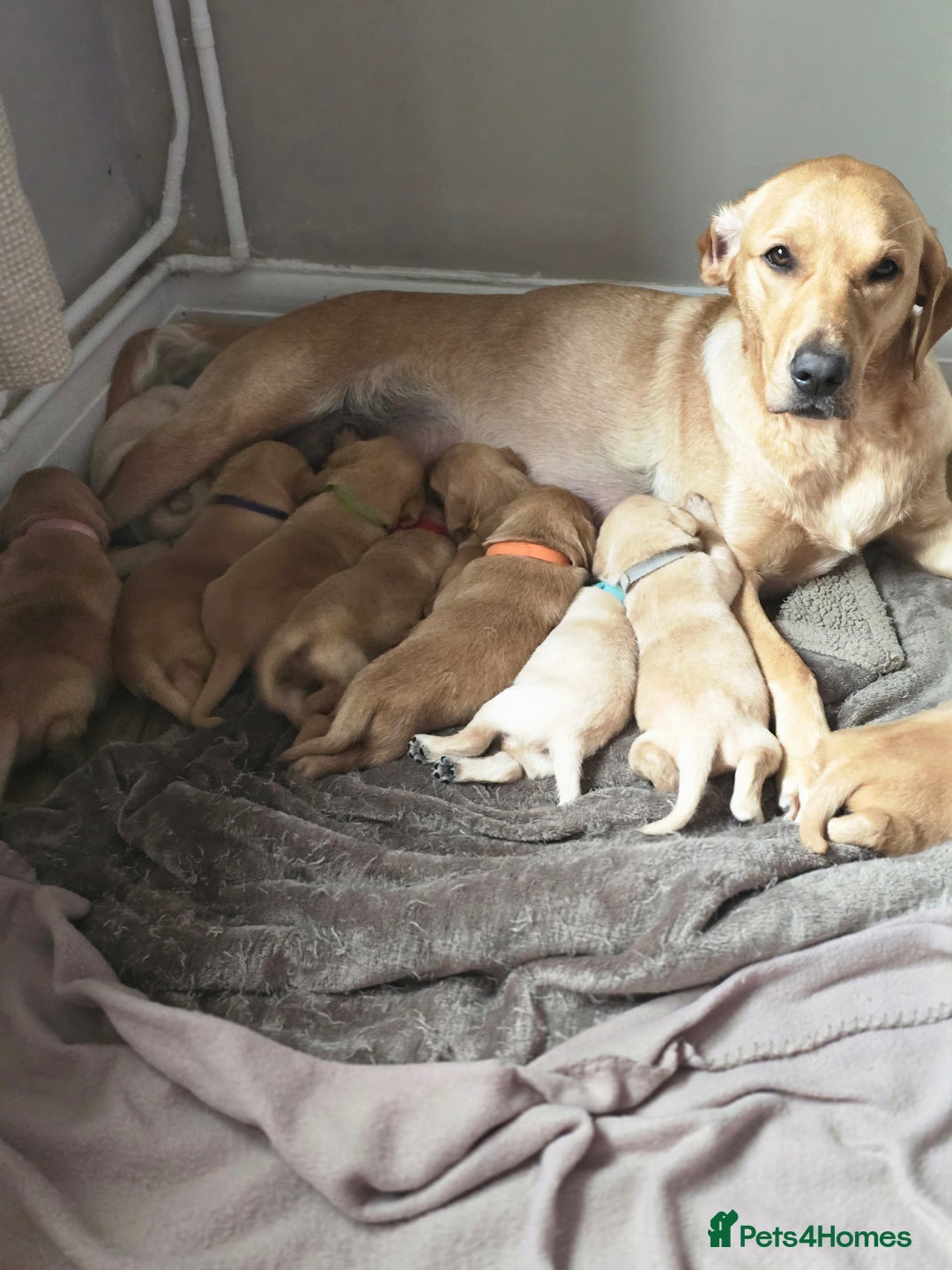 Labrador Retriever dogs for sale: Beautiful litter of perfect labrador retrievers  - Image 2