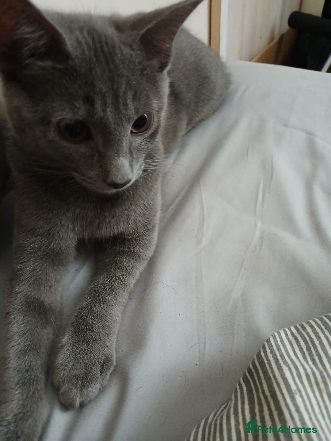 Russian Blue cats for sale: Russian blue cats - Advert 1