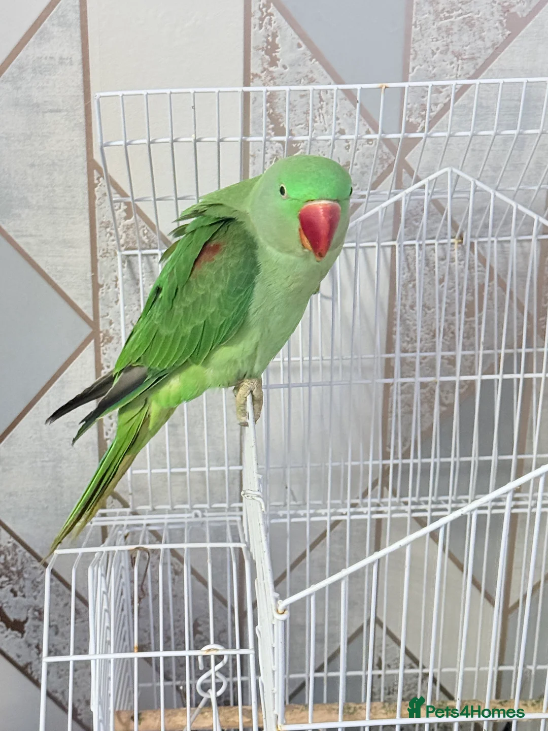 Parrots birds for sale: Alexander parrot in Leicester - Advert 2