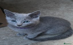 Russian Blue cats for sale: Pedigree Russian blue kittens NORTH LONDON  - Image 6