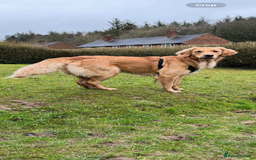 Golden Retriever dogs for sale: Perfect Golden Retriever Pups due 21st November!  - Image 10