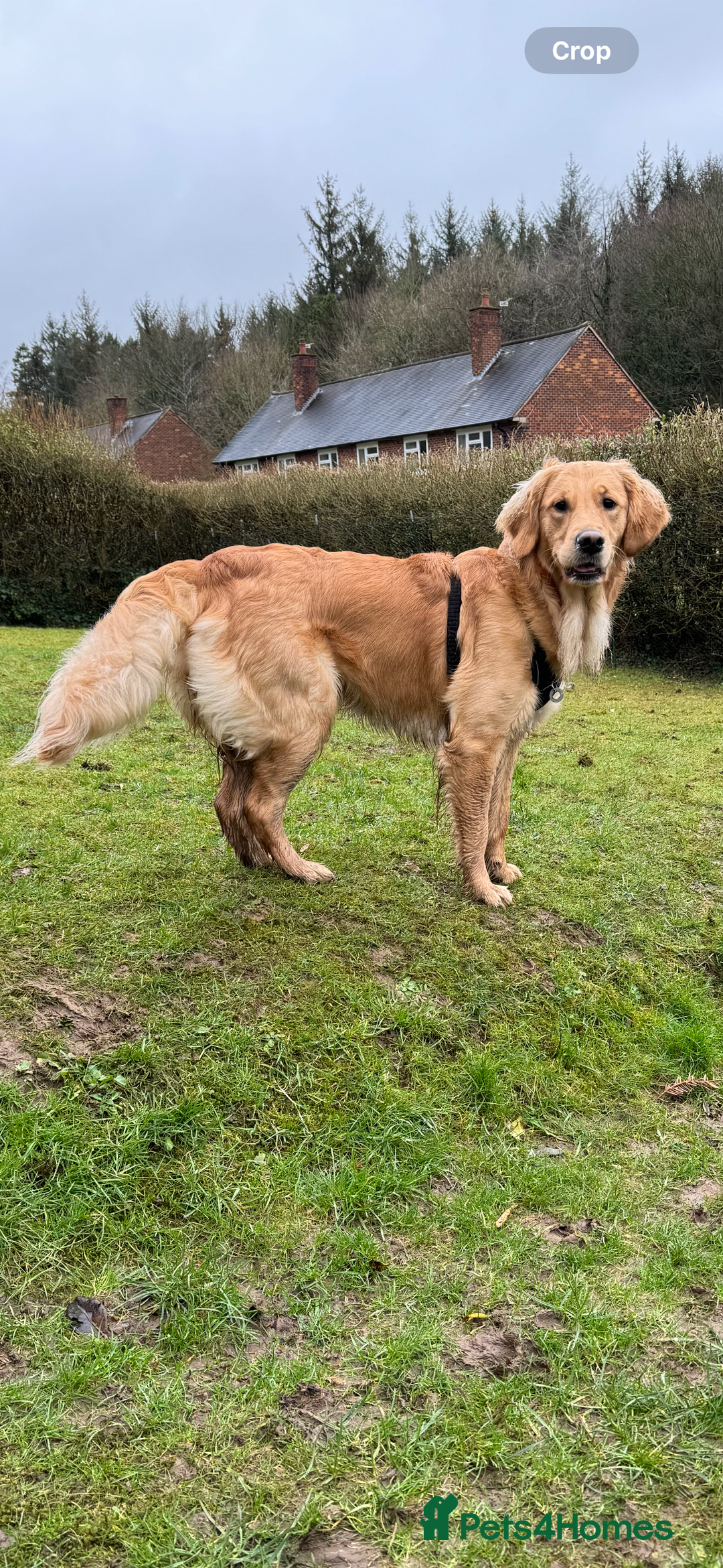 Golden Retriever dogs for sale: Perfect Golden Retriever Pups due 21st November!  - Image 10