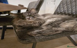 Maine Coon cats for sale: Male 1 Siberian/Maine Coon & 1 Maine Coon  - Advert 3