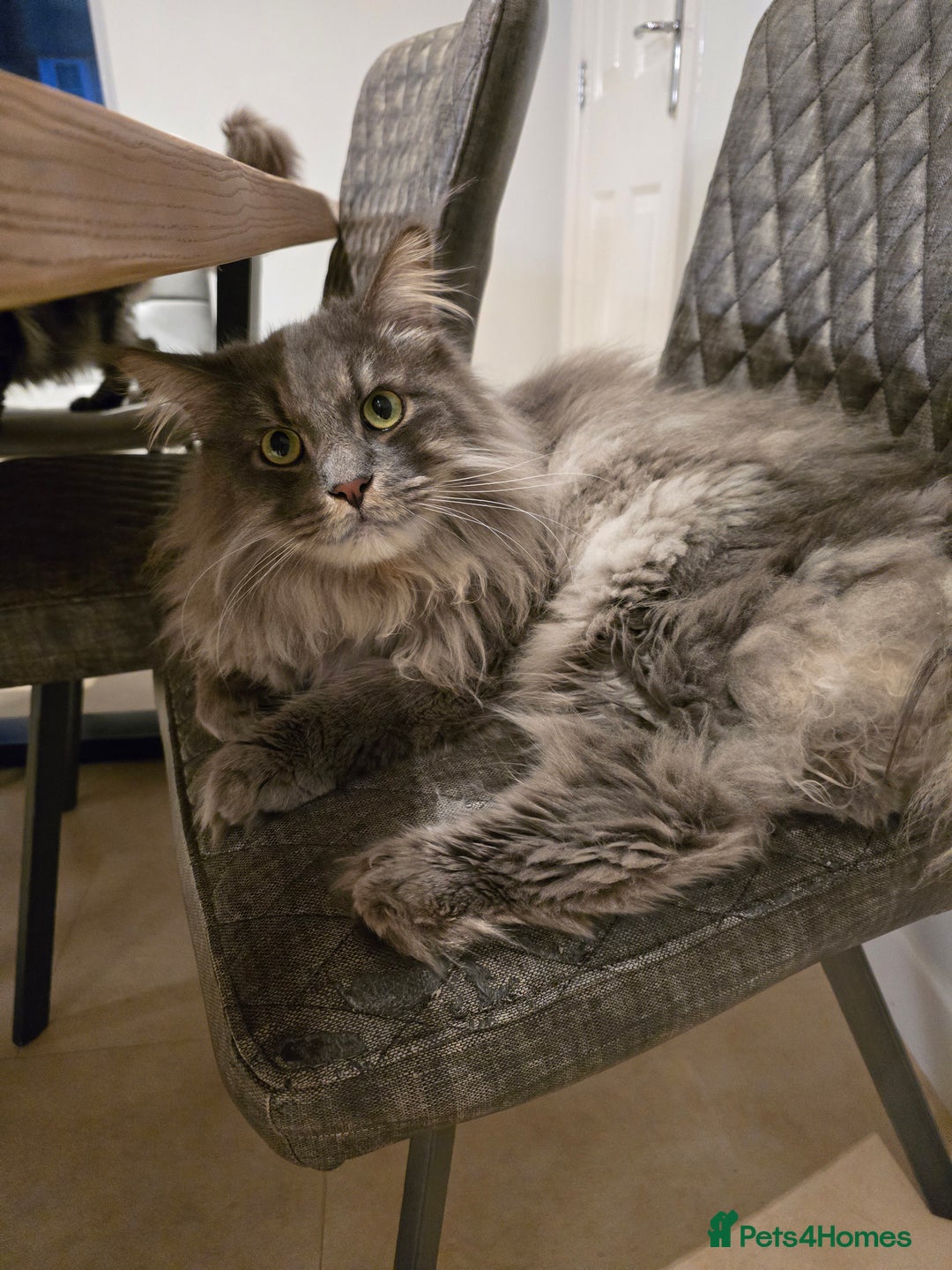 Maine Coon cats for sale: Male 1 Siberian/Maine Coon & 1 Maine Coon  - Advert 3