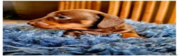 Miniature Dachshund dogs for sale: Beautiful Smooth-Haired Mini Dachshund - Advert 2