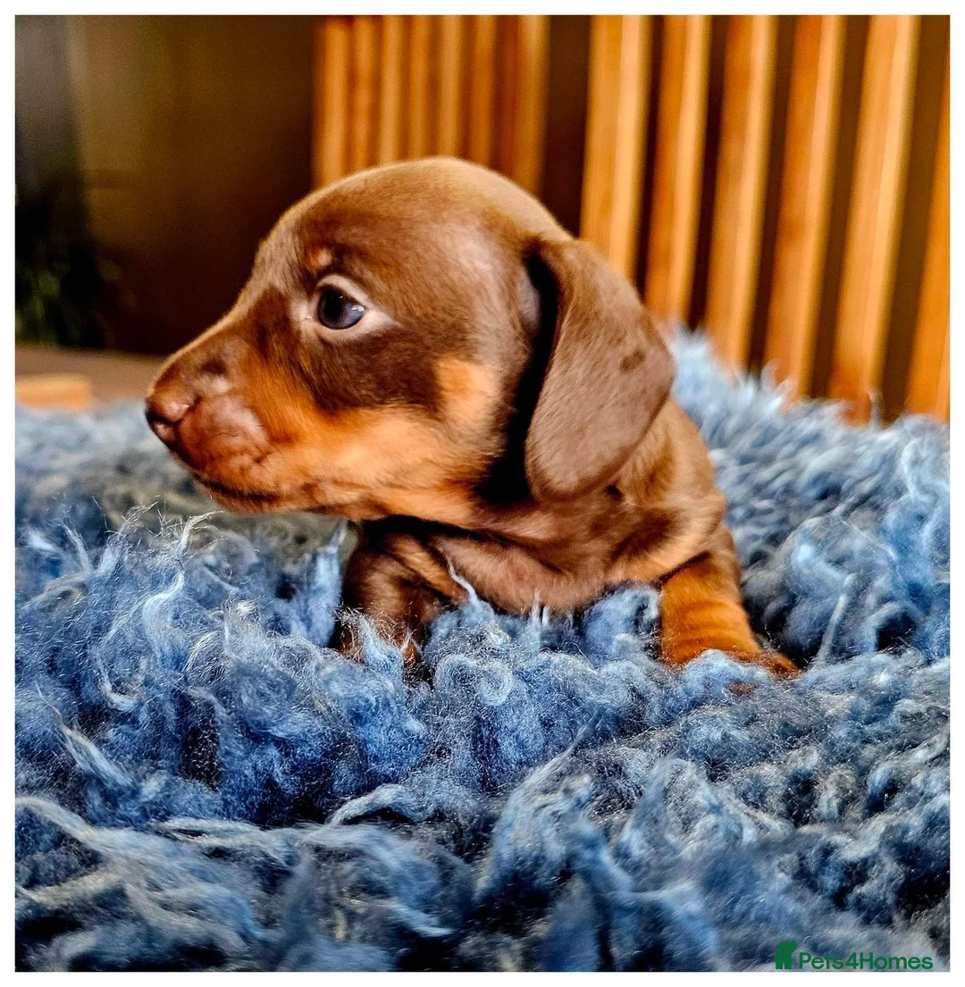 Miniature Dachshund dogs for sale: Beautiful Smooth-Haired Mini Dachshund - Advert 2