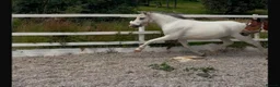 Welsh Section A horses for sale: Unregistered welsh a ponies  in Cumnock - Advert 15