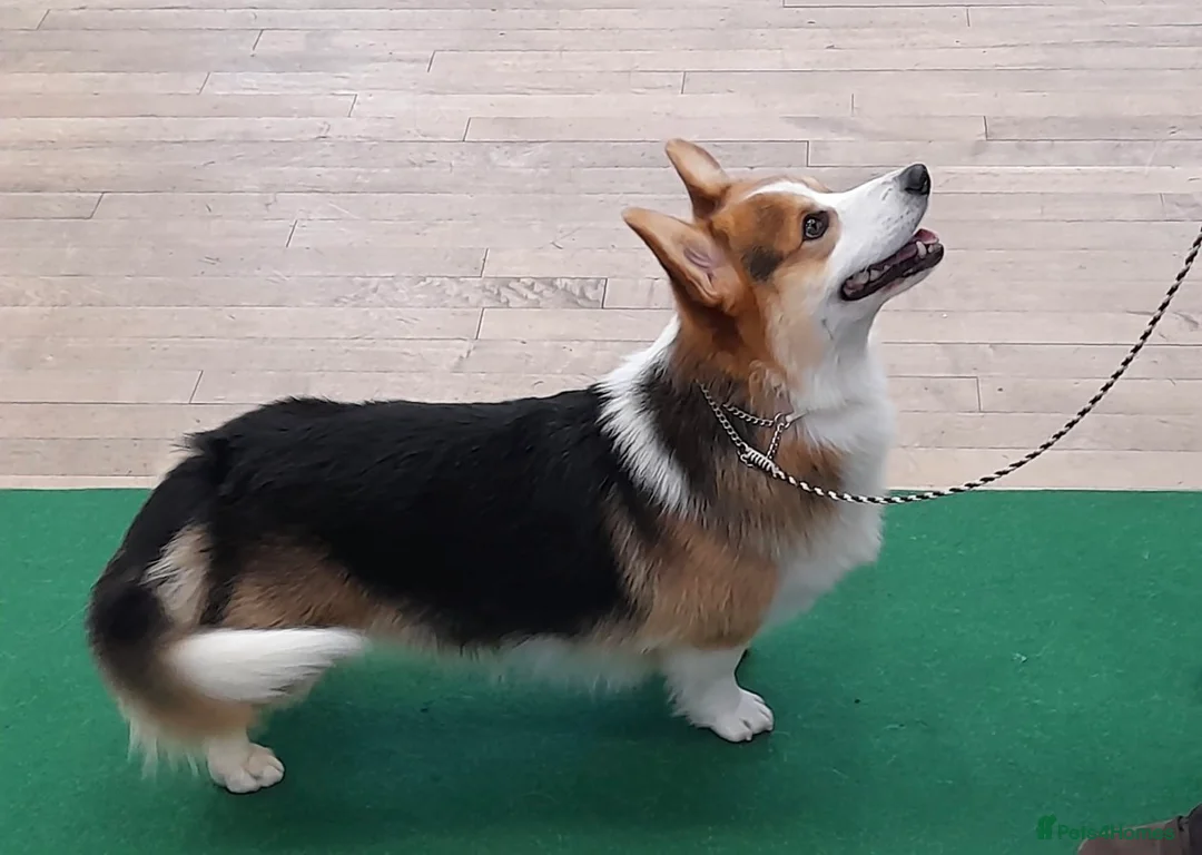 Welsh Corgi Pembroke dogs for sale: Beautiful Pembrokeshire corgi pups  - Advert 2