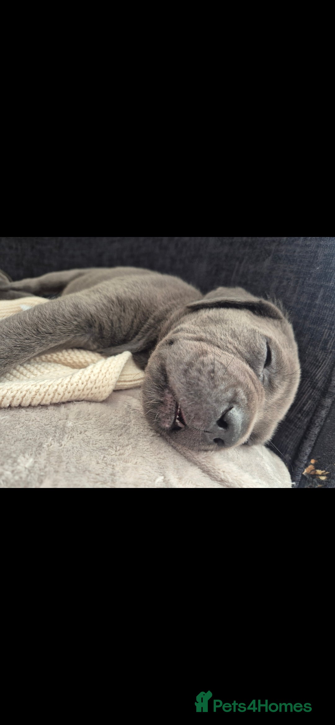 Cane Corso dogs for sale: Beautiful Blue Cane Corso Puppies - Image 10