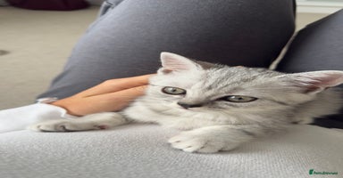 British Shorthair cats - Advert 5