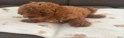 Toy Poodle dogs for sale: Toy poodle x Asian toy poodle  in London - Advert 7