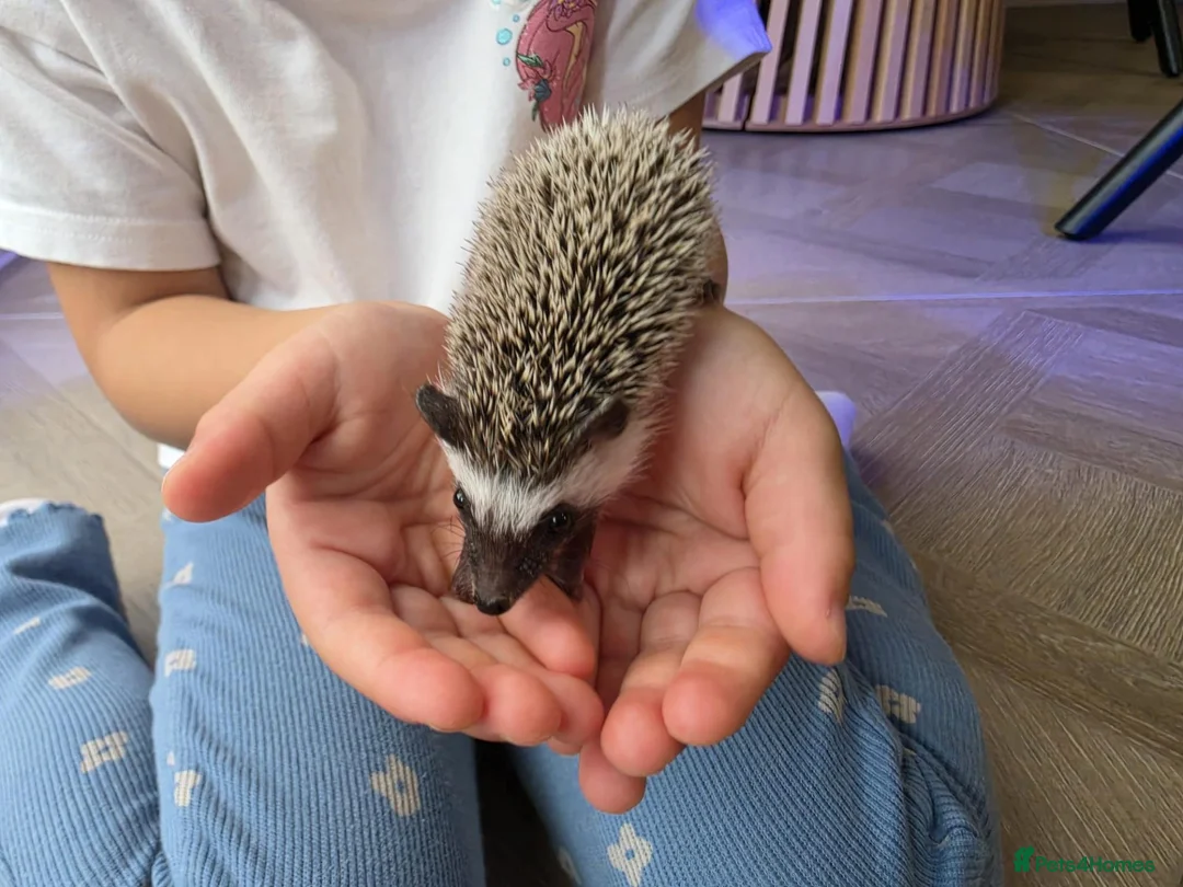 Pygmy Hedgehog rodents for sale: Male african pigmy hedgehog  - Advert 9