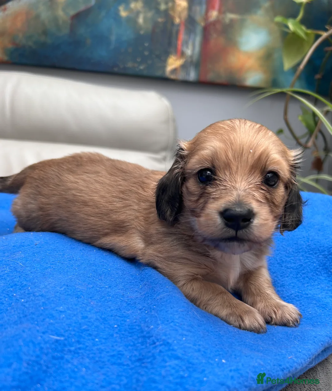 Dachshund dogs for sale: Mini Dachshund Long-haired Boy  - Advert 1