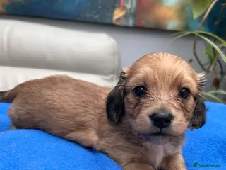 Dachshund dogs Mini Dachshund Long-haired Boy - Advert 6