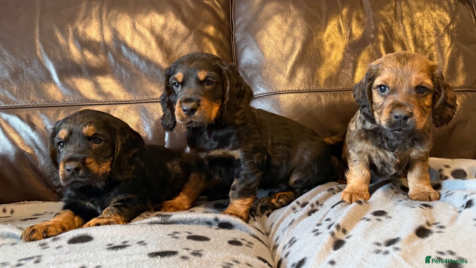 Cocker Spaniel dogs 3 male cocker spaniel pups for sale - Advert 5