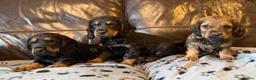 Cocker Spaniel dogs for sale: 3 male cocker spaniel pups for sale - Advert 1