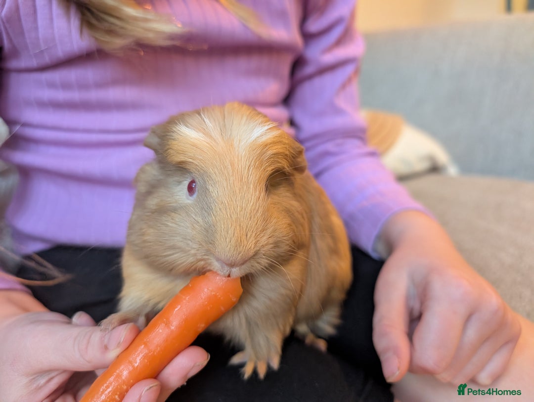 Guinea Pig rodents for sale: 5 week old male guinea pig - Advert 3