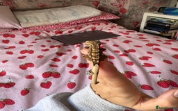 Gecko reptiles for sale: crested geckos  - Image 7