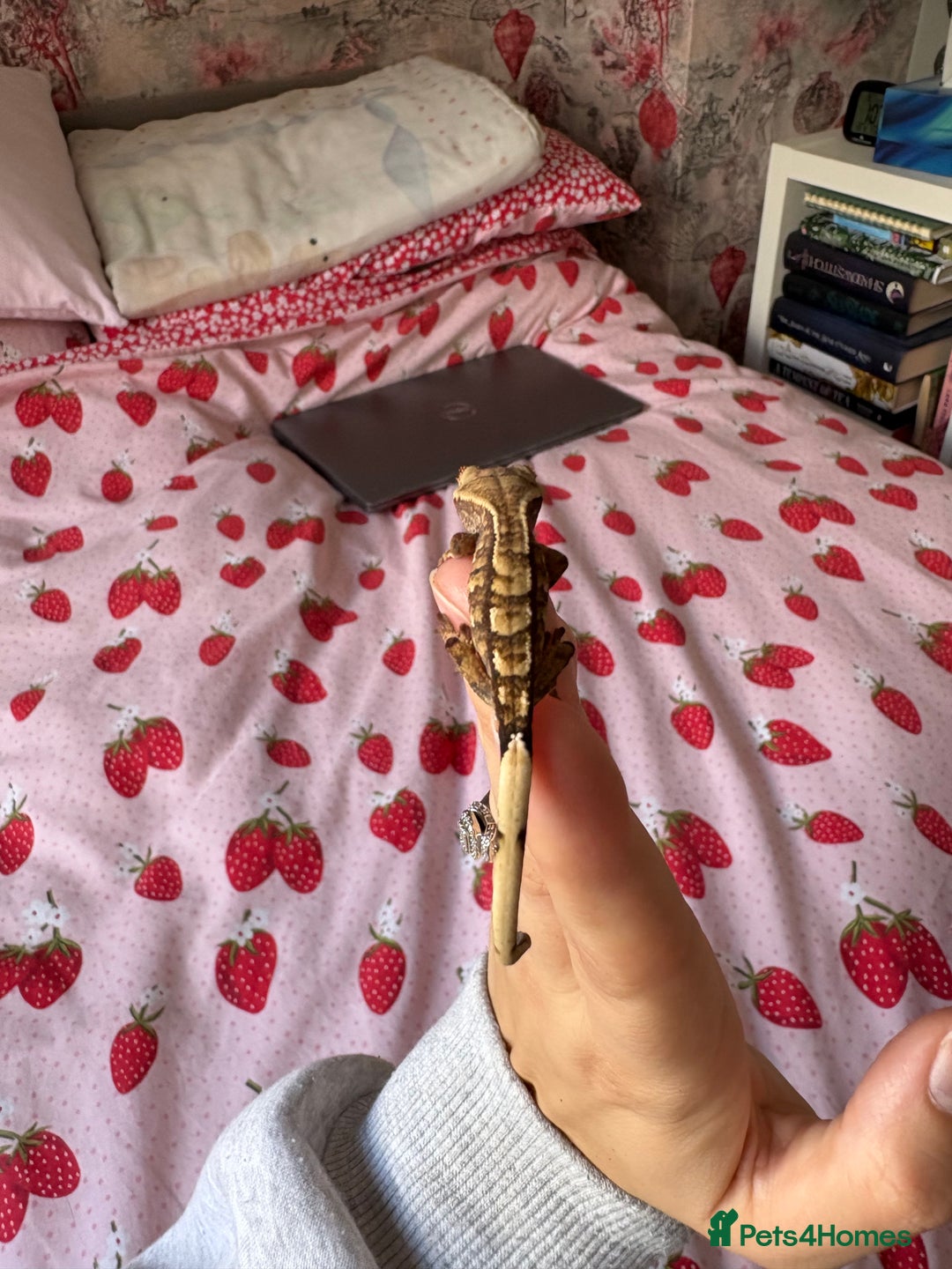 Gecko reptiles for sale: crested geckos  - Image 7