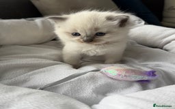 Ragdoll cats for sale: Ragdoll-lovely kittens - Image 4