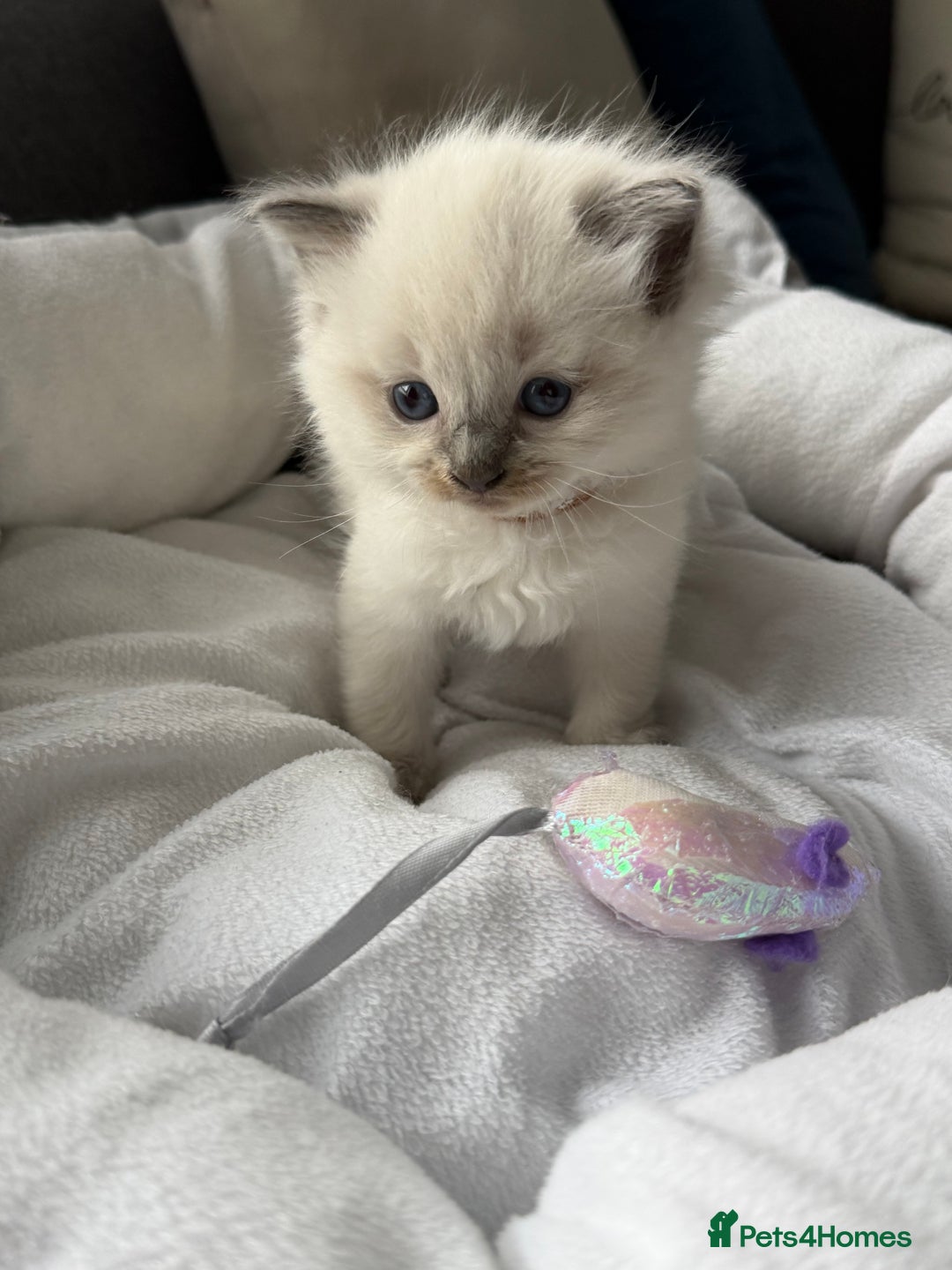 Ragdoll cats for sale: Ragdoll-lovely kittens - Image 4