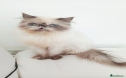 Persian cats for sale: Persian girl rehoming  - Image 6