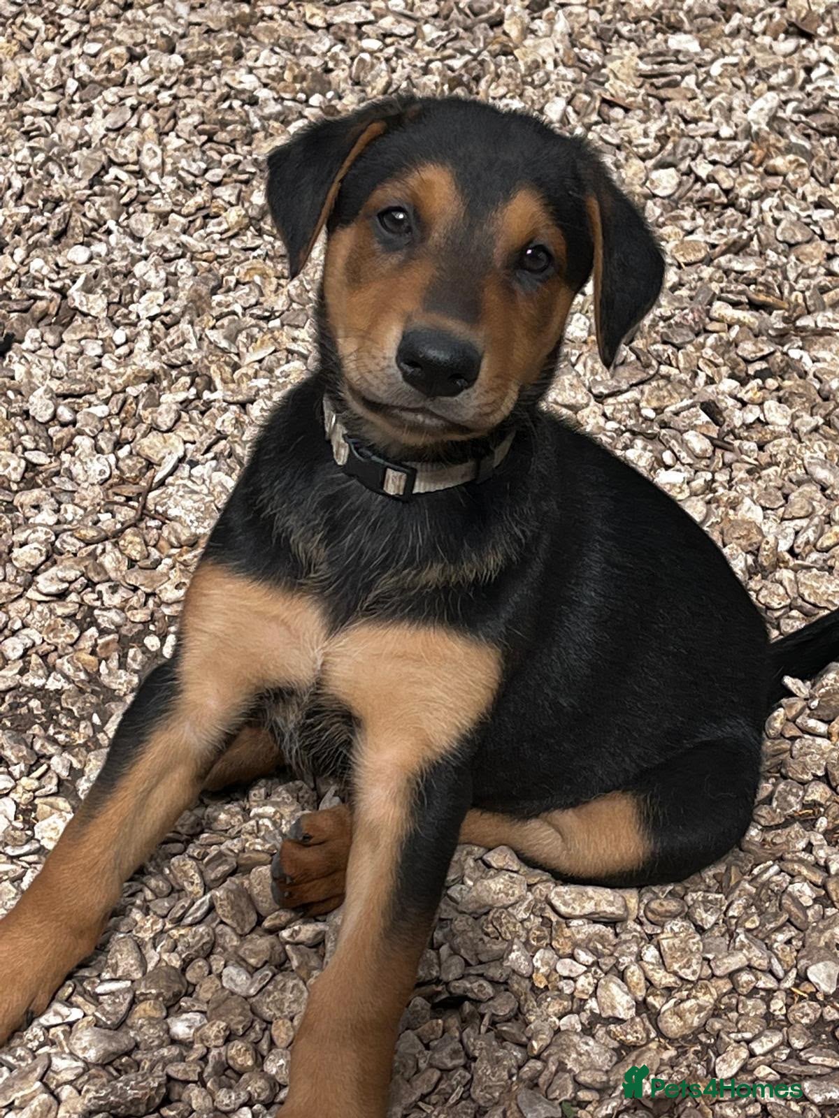 Dobermann dogs Beautiful litter of European Dobermann X - Advert 14