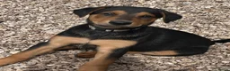 Dobermann dogs for sale: Beautiful litter of European Dobermann X - Advert 11