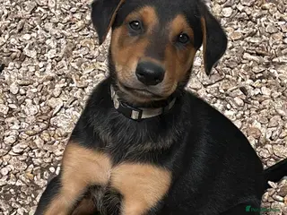 Dobermann dogs Beautiful litter of European Dobermann X - Advert 3