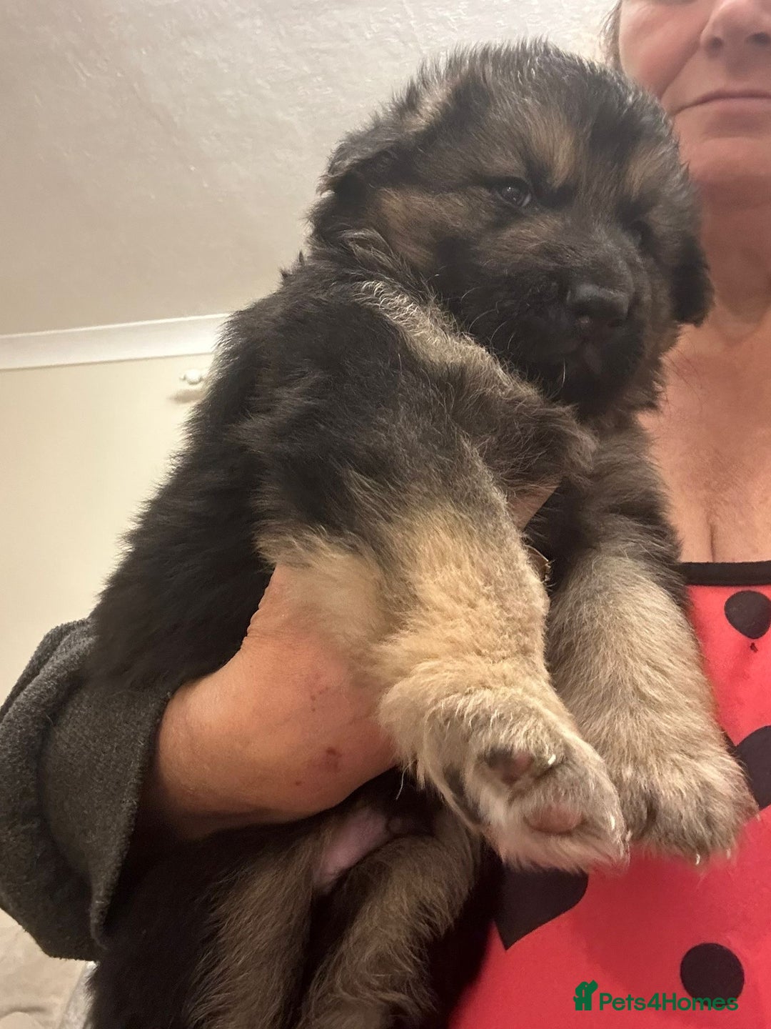 German Shepherd dogs for stud: PROVEN German shepherd for stud  in Bexhill-on-Sea - Advert 23