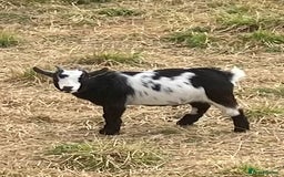 Goats livestock for sale: Adorable pygmy goat kids - Image 5