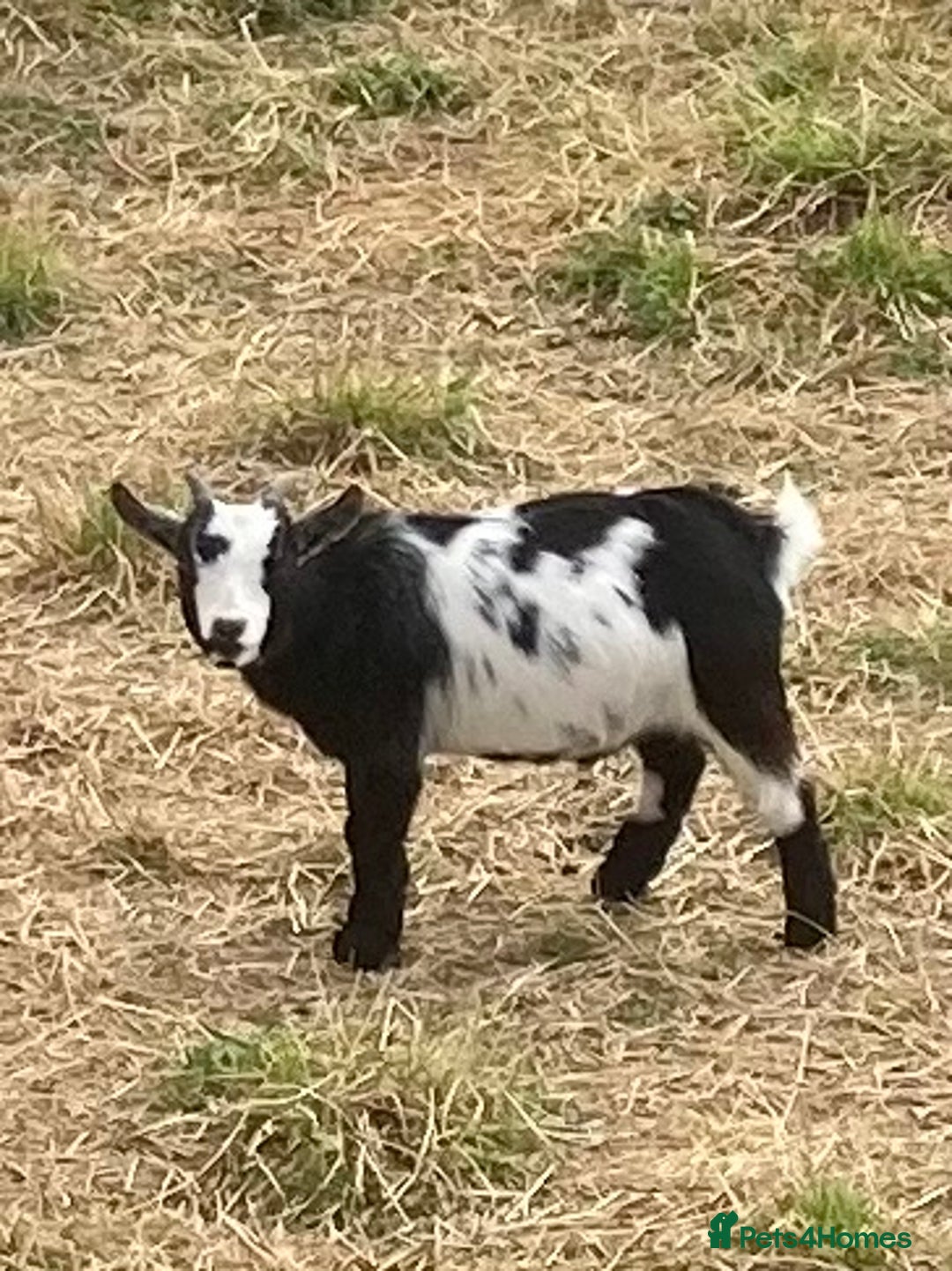 Goats livestock for sale: Adorable pygmy goat kids - Image 5