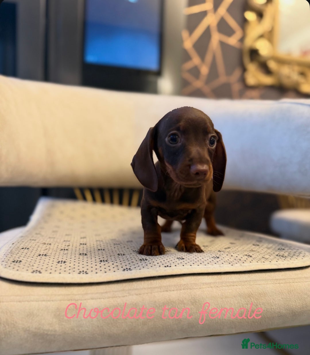 Miniature Dachshund dogs for sale: Miniature Dachshund  - Image 7