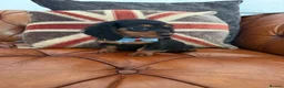 Miniature Dachshund dogs for sale: Miniature Dachshund 5 ⭐ License 5 ⭐ reviews - Advert 5
