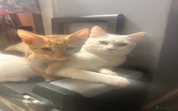 Mixed Breed cats for sale: Free only to good home  - Image 3