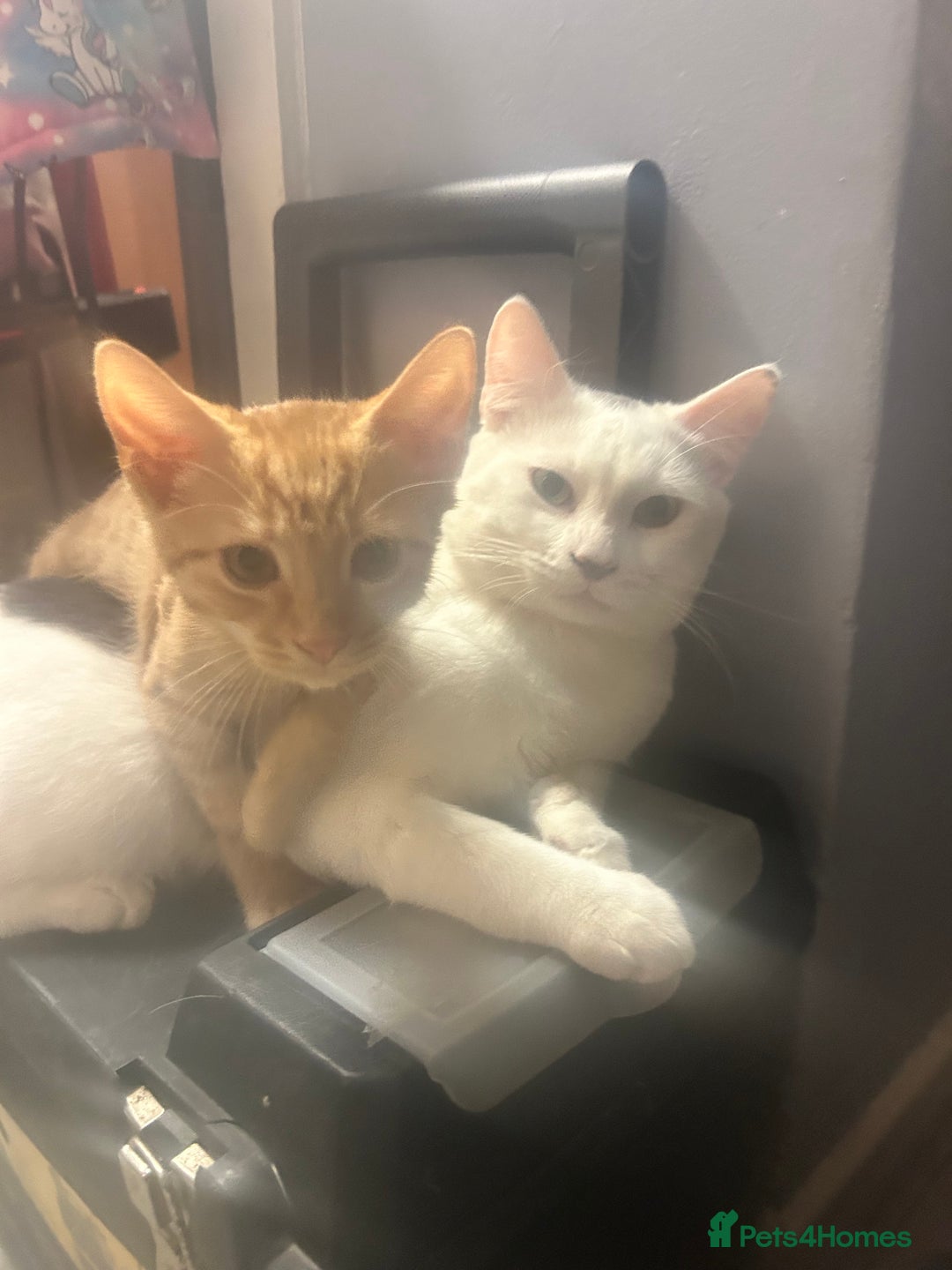 Mixed Breed cats for sale: Free only to good home  - Image 3